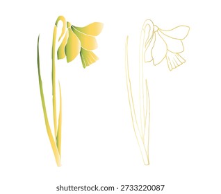 Vector daffodils flowers. Graphic Narcissus, easter hand drawn illustration isolated on background. Botanical and wedding, baby clip art. For greeting card, wallpaper, wrapping paper design, textile