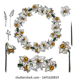  Daffodios vectoriales
     aislado de fondo blanco. Flores para tu diseño y saludos, postales para tus seres queridos. Paisaje primaveral de ilustraciones.