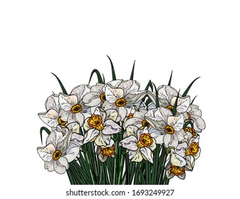  Vector daffodils
   isolated on white background. Flowers  for your design and greetings, postcards card for your loved ones. Spring landscape of illustrations.
