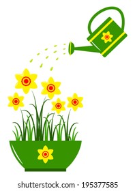 vector daffodils in pot and watering can isolated on white background