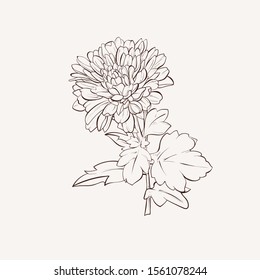 Vector dahlia flower. Autumn flowers bouquet.  Element for design. Hand-drawn contour lines and strokes.
