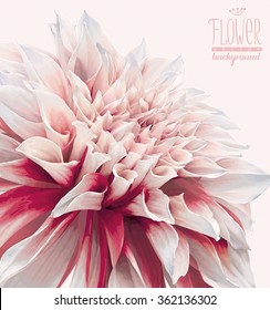 Vector dahlia flower background for Valentine's Day, wedding, events and sales. Drawn without gradient fills.