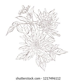 Vector dahlia flower isolated on white background. Element for design. Hand-drawn contour lines and strokes.