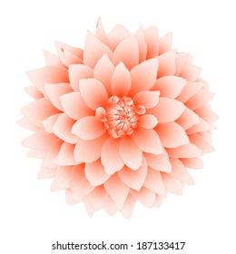 Vector dahlia flower isolated on white background.