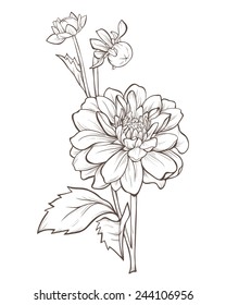 Vector dahlia flower isolated on white background. Element for design.  Hand-drawn contour lines and strokes.