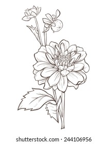 4,386 Dahlia flower line drawing Images, Stock Photos & Vectors ...