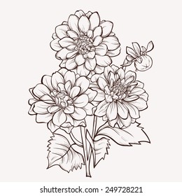 Vector dahlia flower isolated on white background. Element for design. Hand-drawn contour lines and strokes.