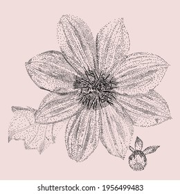 Vector dahlia flower on a pink background, showing a flower, bud, leaf. Black color. Stock illustration