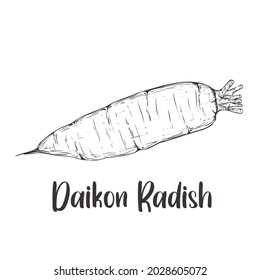 Vektorgrafik von Daikon Radish handgezeichnet Skizze Stil. Zeichnung der Elemente. Verwendet für Menü, Poster, Banner, Label, Logo oder bedruckte T-Shirts, etc.