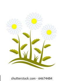 vector daisies on white background