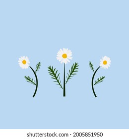 Vector daisies are simply designed, used for decoration or other purposes.