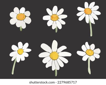 Vector daisies summer white flower isolated on black background