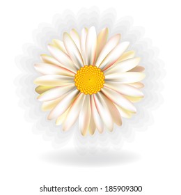 Vector daisy, chamomile flower