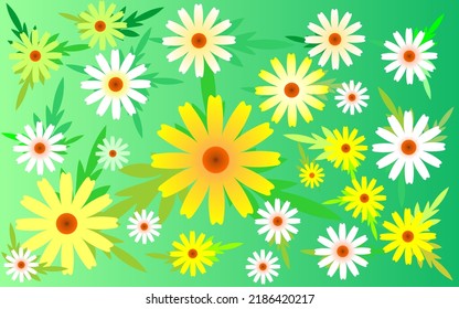 vector daisy flower, colorful flower background