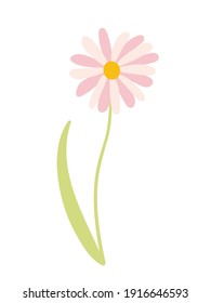 Vector daisy flower sketch. Hand drawn spring flower on white background.
