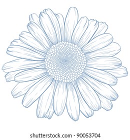 Vector daisy flower in vintage engraving style.