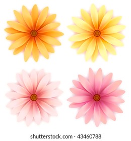 Vector  daisy flowers set  isolated on white