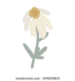 Daisy vectorial, aislado en un fondo blanco. La manzanilla floral dibujada a mano en un estilo plano. Elemento de diseño para la decoración, activo de diseño floral 