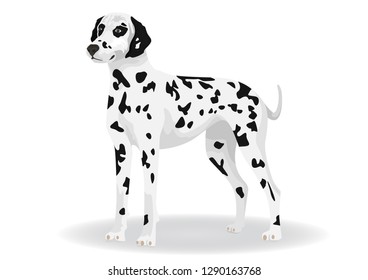 vector dalmatian dog illustration. vector of dog breeds collection