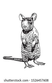 Vector dambo rat isolated on white background, graphical sketchy  illustration for tattoo and printing