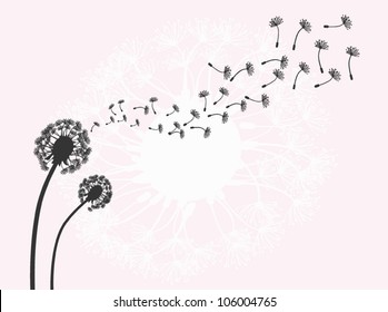 Vector dandelion