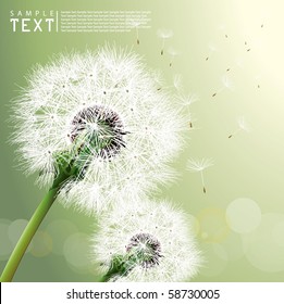 Vector Dandelion