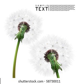 Vector Dandelion