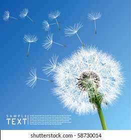 Vector Dandelion