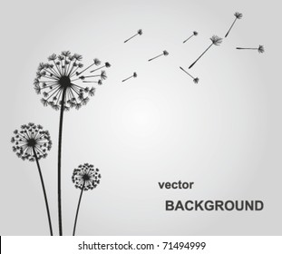 vector dandelion