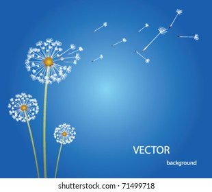 Vector Dandelion