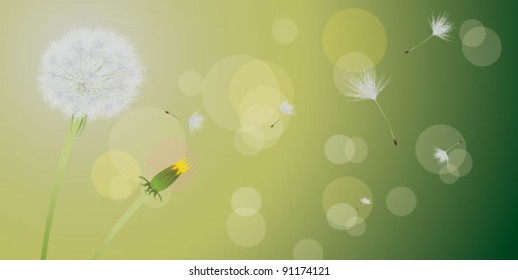 Vector Dandelion