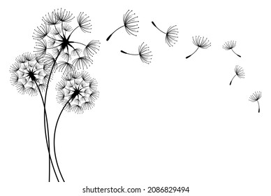 Vector Dandelion Blowing Silhouette. Flying Blow Dandelion Buds Black Outdoor Decoration On White.
