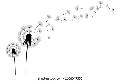 Vector Dandelion blowing silhouette. Flying blow dandelion buds black outdoor decoration on white.