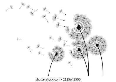 Vector Dandelion blowing silhouette. Flying blow dandelion buds black outdoor decoration on white.