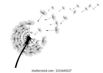 Vector Dandelion blowing silhouette. Flying blow dandelion buds black outdoor decoration on white.