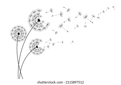 Vector Dandelion blowing silhouette. Flying blow dandelion buds black outdoor decoration on white.