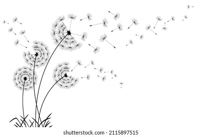 Silueta de soplo de vector Dandelion. Flying soplando diente de león le da un toque negro a la decoración exterior en blanco.