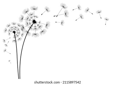 Vector Dandelion Blowing Silhouette. Flying Blow Dandelion Buds Black Outdoor Decoration On White.