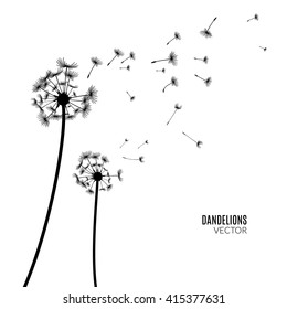 Vector Dandelion blowing silhouette. Flying blow dandelion buds black outdoor decoration on white. 
