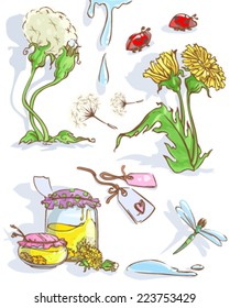 Vector dandelion with dragonfly, dandelion jam, ladybugs in vintage style.