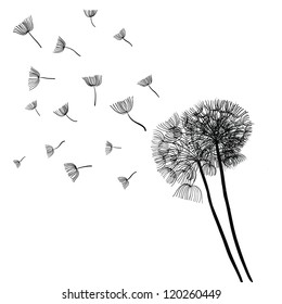 vector dandelion flower