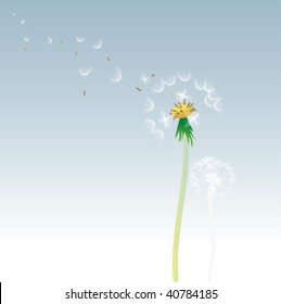 vector dandelion with flying seeds