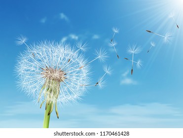 Vector dandelion with flying seeds on cloudy sky