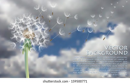 vector dandelion with flying seeds on stormy sky