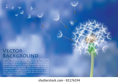 vector dandelion with flying seeds on cloudy sky