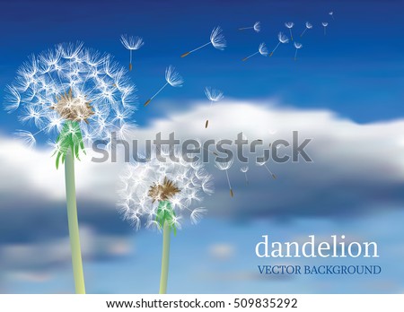 vector dandelion with flying seeds on cloudy sky, symbolic background