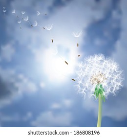 vector dandelion with flying seeds over the sun