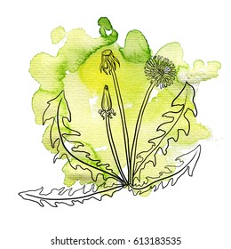 vector dandelion at green watercolor background, hand drawn medical herb, line drawing plant, isolated floral element