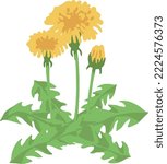 A vector dandelion isolated in spring