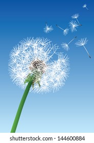 vector dandelion on blue background